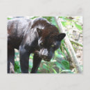 Buscar jaguar postales Zoo