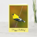 Buscar goldfinch Americano