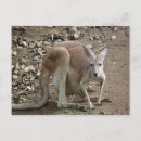 Buscar joey postales Australia
