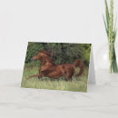 Buscar semental tarjetas Caballo