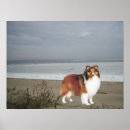 Buscar sheltie posters Perro pastor de shetland