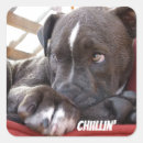 Buscar pitbull pegatinas Amante del perro
