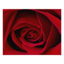 Buscar rosas rojas fotografía Elegante