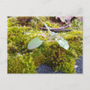 Buscar mosca postales Bosque