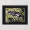 Buscar amante del lobo postales Amante de los animales