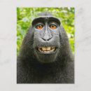 Buscar mono feliz postales Animales