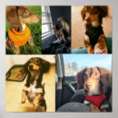 Buscar piel arte Cachorro
