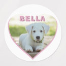 Buscar heart mascotas Rosa