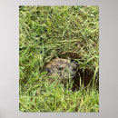 Buscar día de la marmota posters Animal