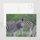 Buscar arbusto postales Safari