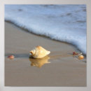 Buscar costa mar posters Conchas