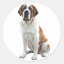 Buscar saint bernard pegatinas Cachorro