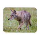 Buscar coyotes imanes Canis latrans
