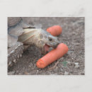 Buscar sulcata Animal