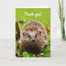Buscar erizo tarjetas Hedgehog
