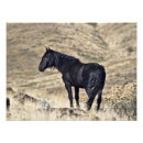 Buscar caballo negro posters Mustang