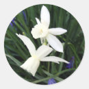 Buscar flor del narciso pegatinas Flores de primavera
