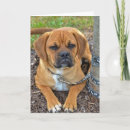 Buscar puggles General y unisex