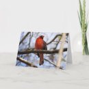 Buscar norteño tarjetas Cardenal