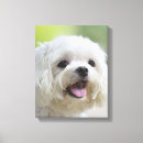 Buscar malta lienzos Perro