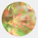 Buscar arce japonés pegatinas Hojas de otoño
