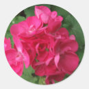 Buscar geranios pegatinas Rosa