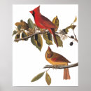 Buscar cardenales rojos posters Aves rojas