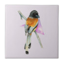 Buscar oriole Pájaros