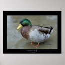 Buscar del pato arte Fauna