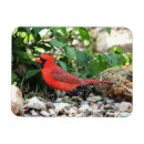 Buscar escarlata imanes Vida silvestre