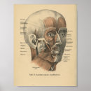 Buscar músculos faciales posters Anatomía