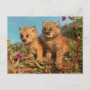 Buscar lince postales Superstock