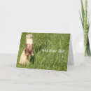 Buscar hurón tarjetas Hurones