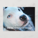 Buscar perro azul postales Para mascotas