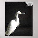 Buscar pájaro blanco y negro posters Monocromo