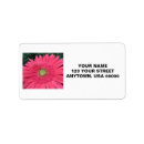 Buscar margarita del gerbera postales Fotografía