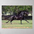 Buscar cola de caballo posters Corriendo