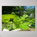 Buscar calabacines posters Para todos