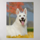 Buscar perro blanco posters Para ella