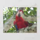 Buscar loros tarjetas e invitaciones General y unisex