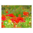 Buscar flores rojas posters Navidad