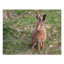 Buscar liebres fotografía Animales
