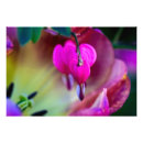 Buscar corazón sangrante posters Flor