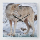Buscar lobo blanco relojes de pared Amantes de los animales