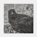 Buscar raven imanes Vida silvestre