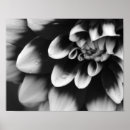 Buscar flores negras y grises posters Para ella