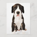 Buscar great dane postales Sentada