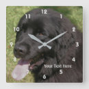Buscar newfie posters Negro