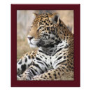 Buscar jaguar fotografía Fotografía de naturaleza