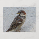 Buscar sparrow postales Pájaro